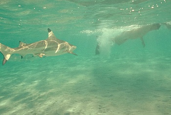 Billy Zane nude in Waltzing With Brando