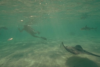 Billy Zane nude in Waltzing With Brando