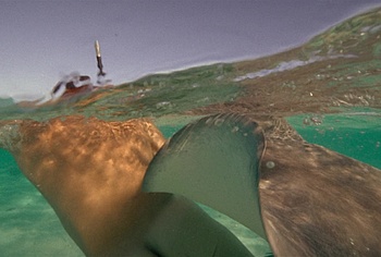 Billy Zane nude in Waltzing With Brando