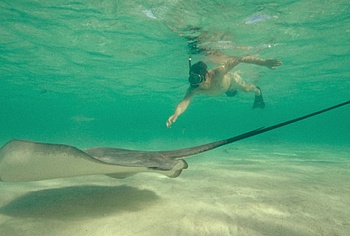 Billy Zane nude in Waltzing With Brando