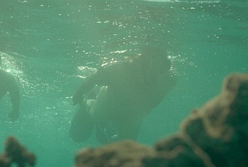 Billy Zane nude in Waltzing With Brando