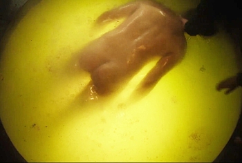 Jesse LaVercombe Desnudo Frontal en Honey Bunch